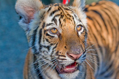 Cougar Mountain Zoo Bengal Tiger Cubs